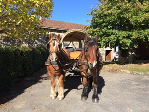 attelage chevaux clos isop gite groupe