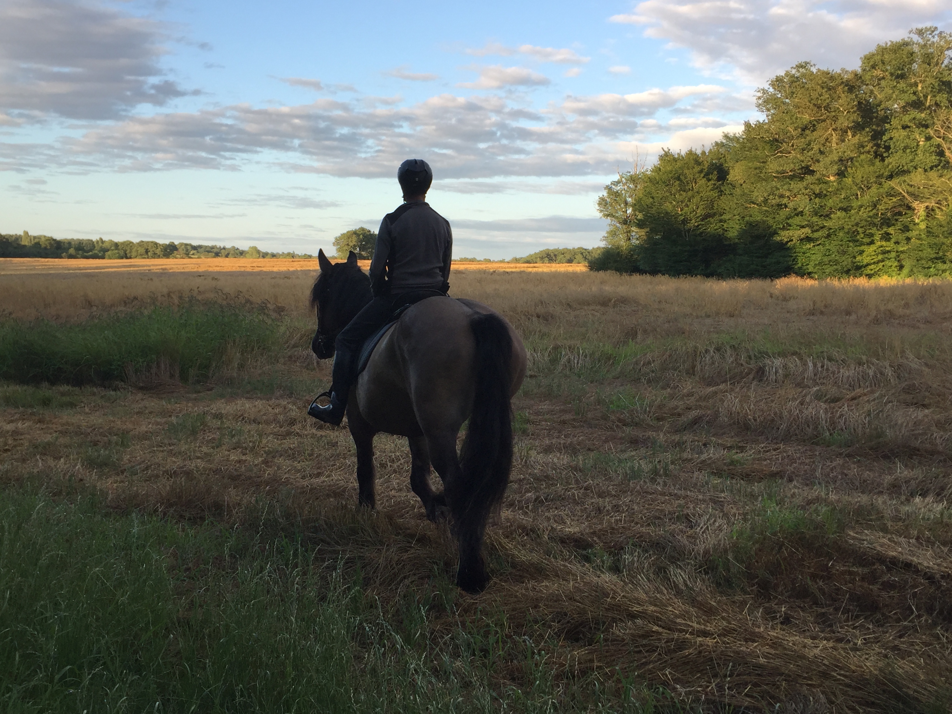 Clos isop Gite chevaux Trait Poitevin Carinha