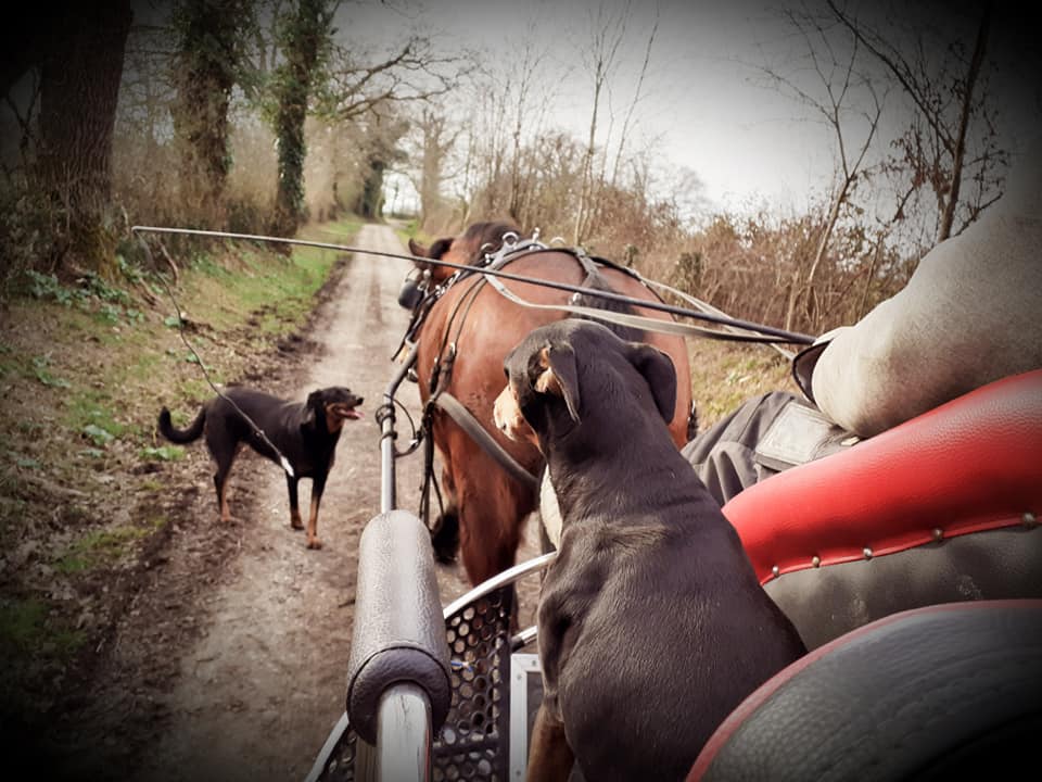 clos isop caleche chevaux trait roulotte vacances limousin prix