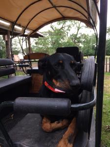 clos-de-l-isopcalechechevauxhautlimousinhaute-viennebellacvacanceschiennutthabeauceron